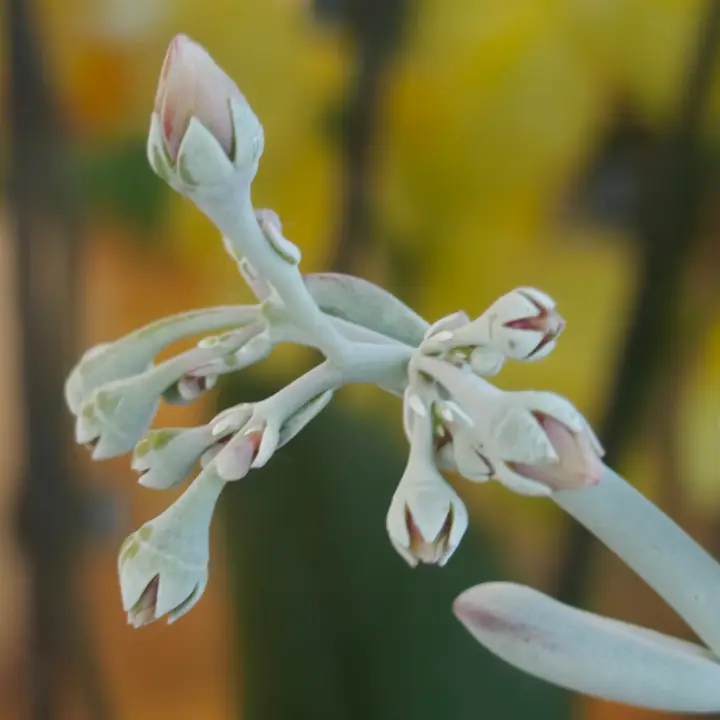 Cotyledon Oophylla flor 8