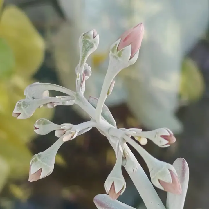 Cotyledon Oophylla flor 7
