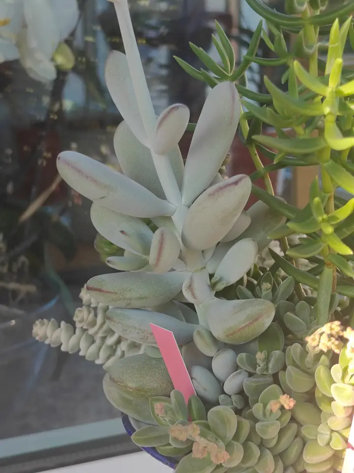 Cotyledon Oophylla 1