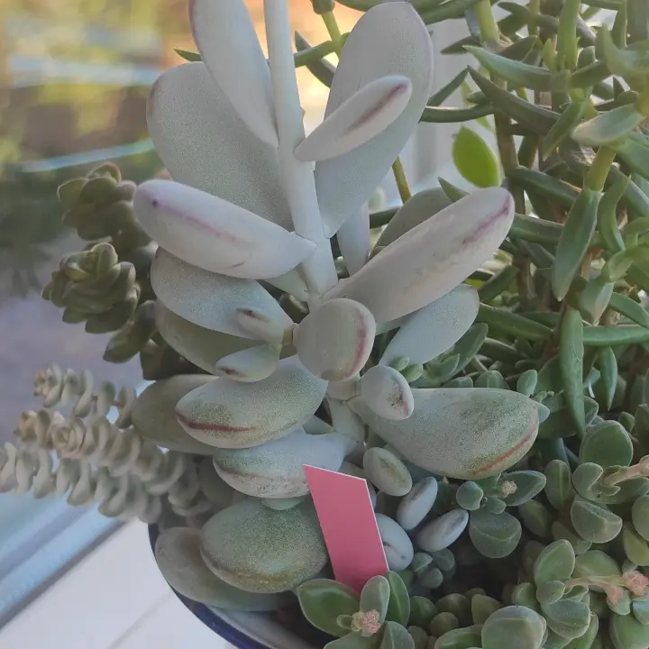 Cotyledon Oophylla 2