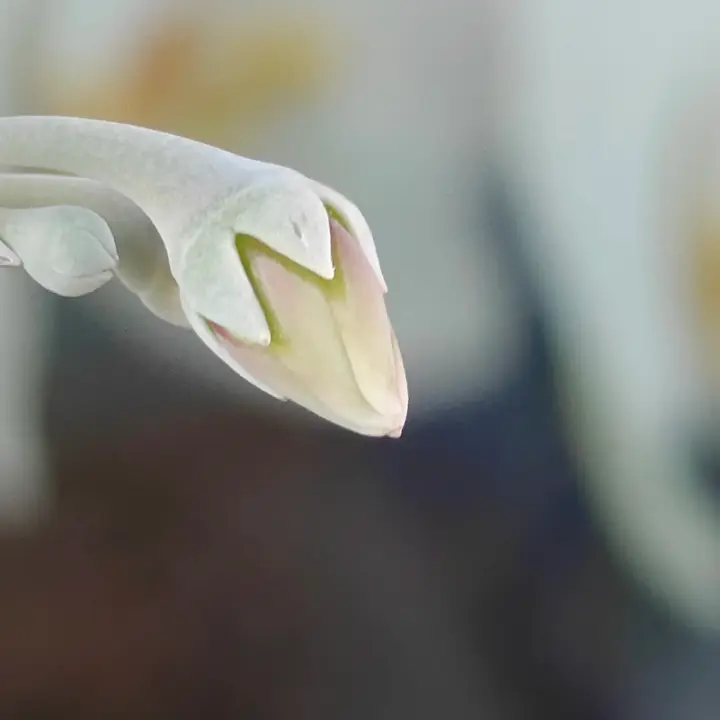 Cotyledon Oophylla flor 6
