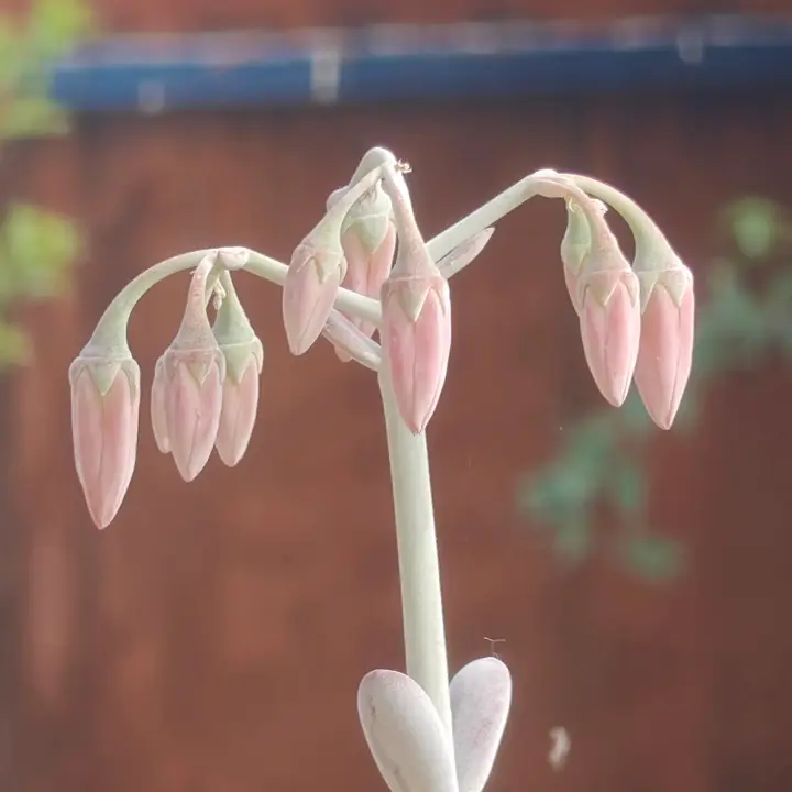 Cotyledon Oophylla flor 4