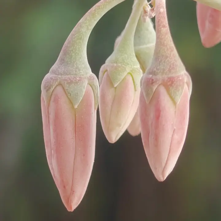 Cotyledon Oophylla flor 5
