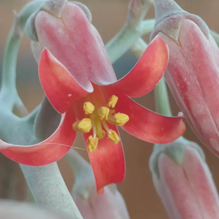 Cotyledon Oophylla flor 1