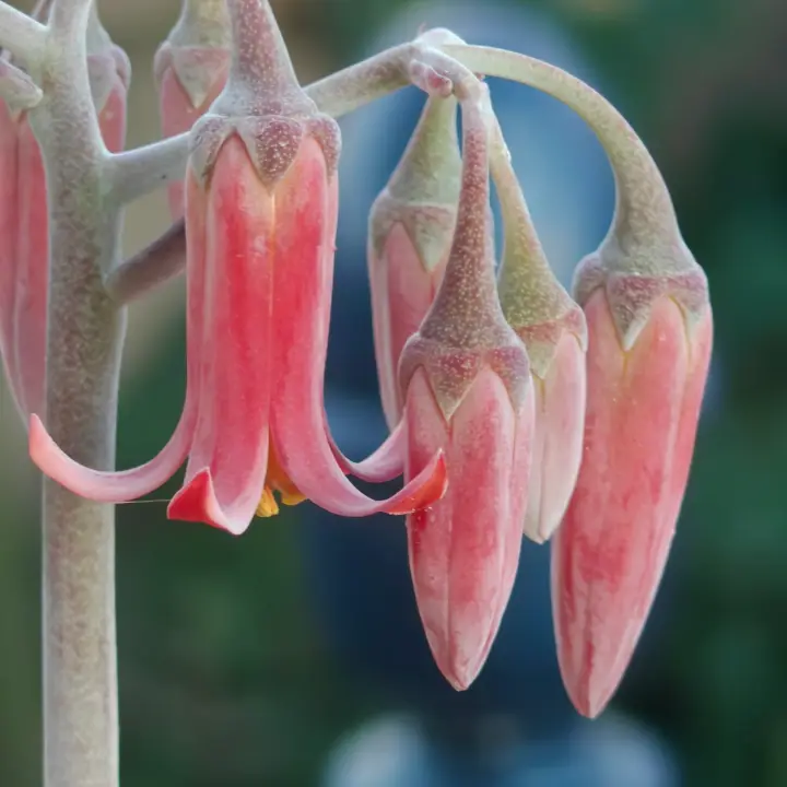 Cotyledon Oophylla flor 2