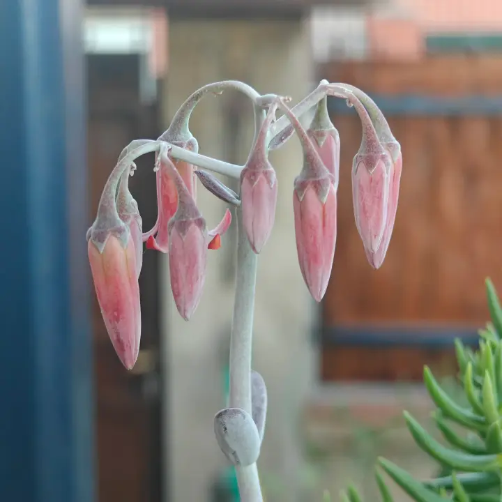 Cotyledon Oophylla flor 3