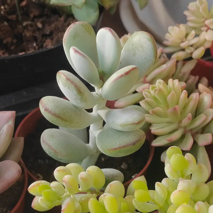 Cotyledon Oophylla 3