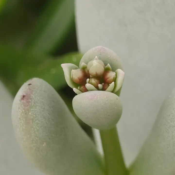 Cotyledon Oophylla flor 9