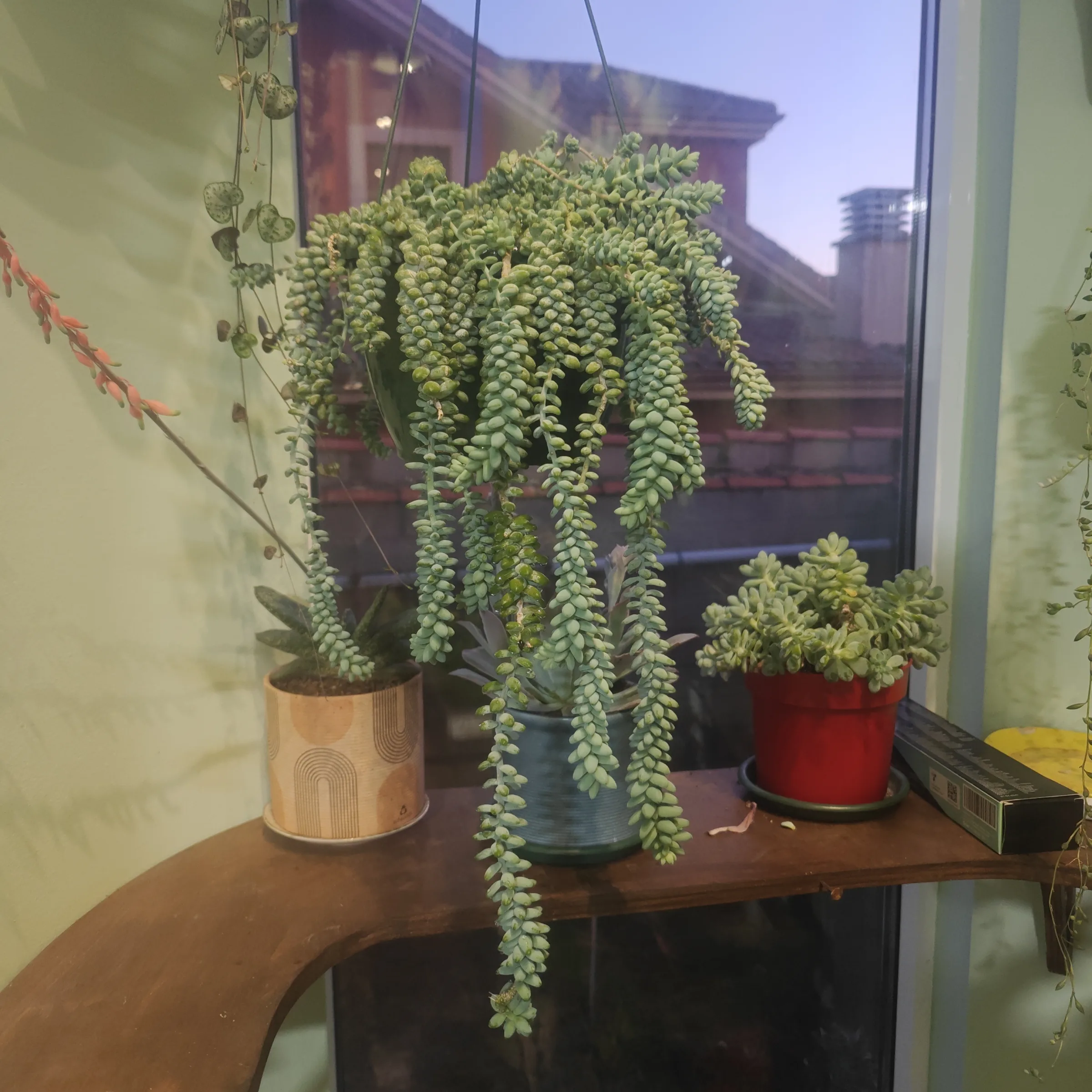 Sedum Burrito