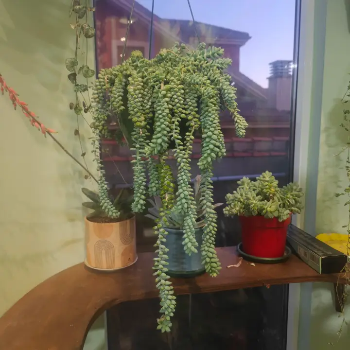 Sedum Burrito 1