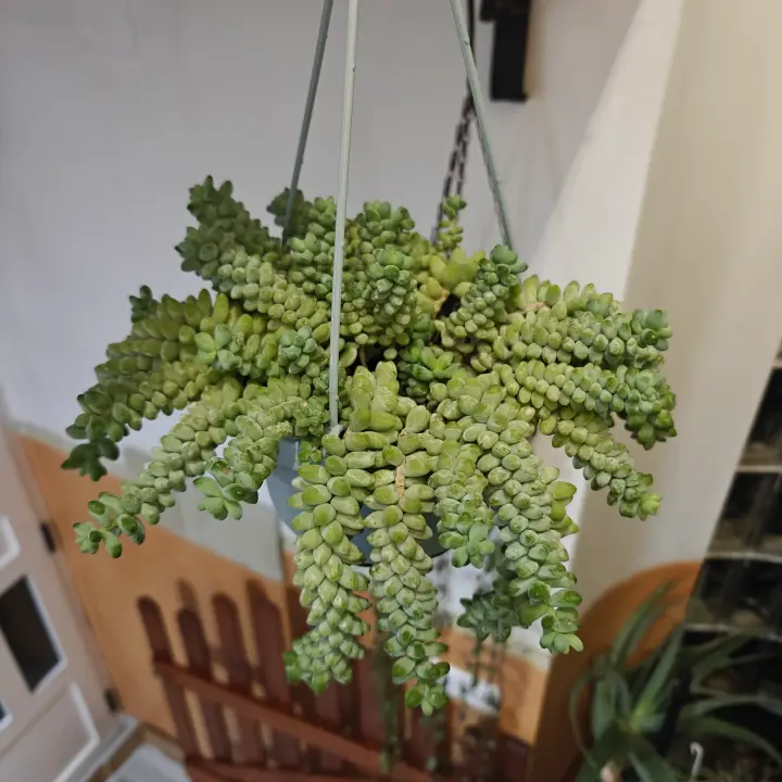 Sedum Burrito 2