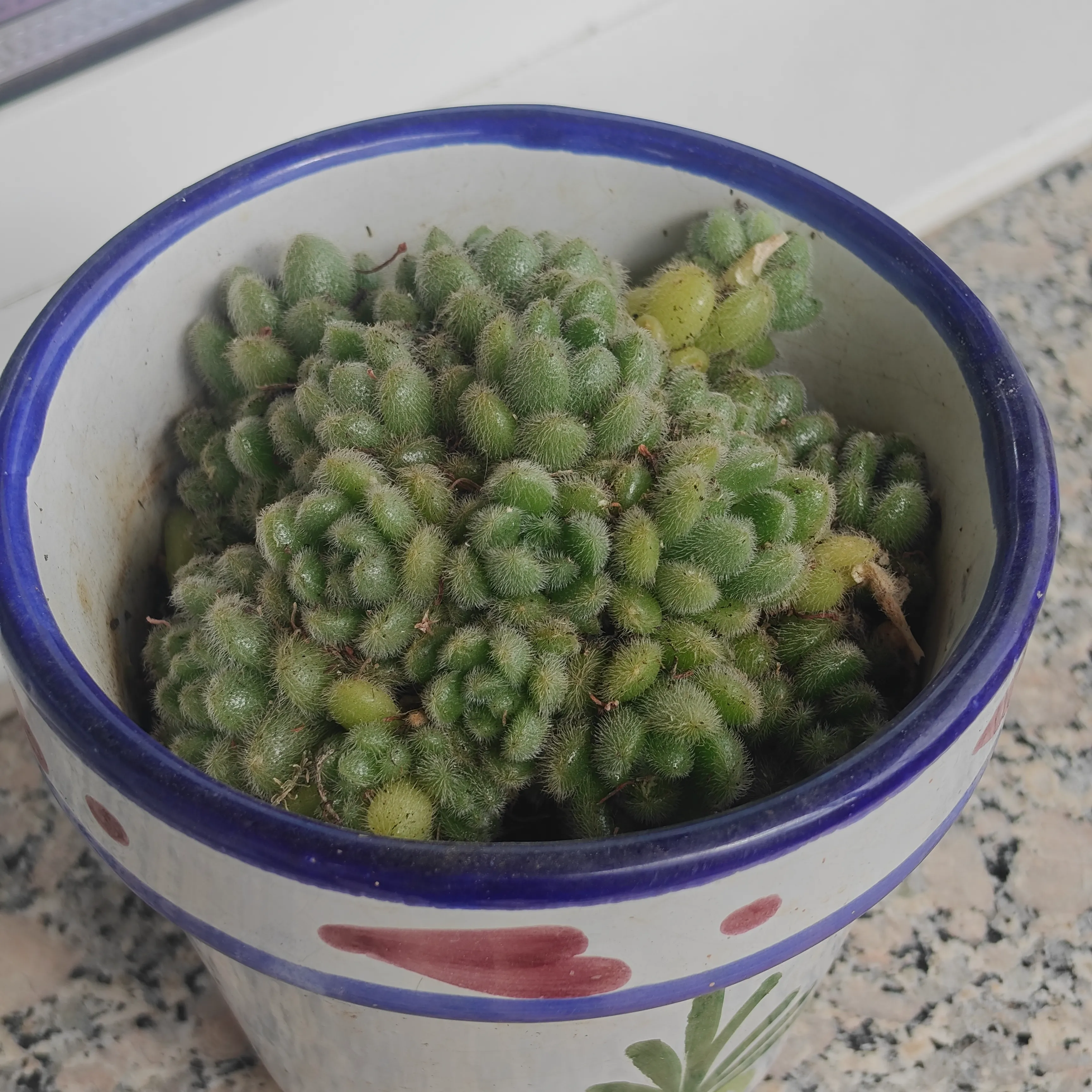 Sedum Hintonii 2