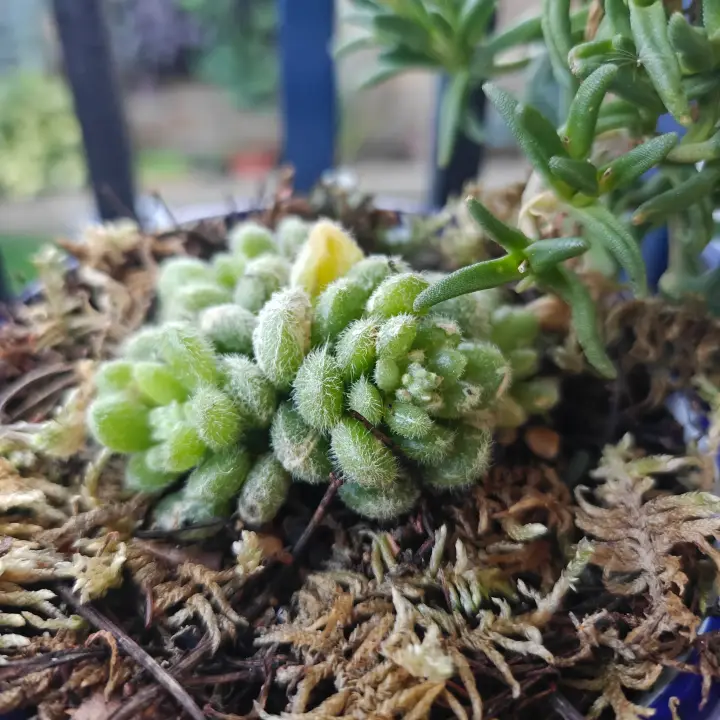 Sedum Hintonii 3
