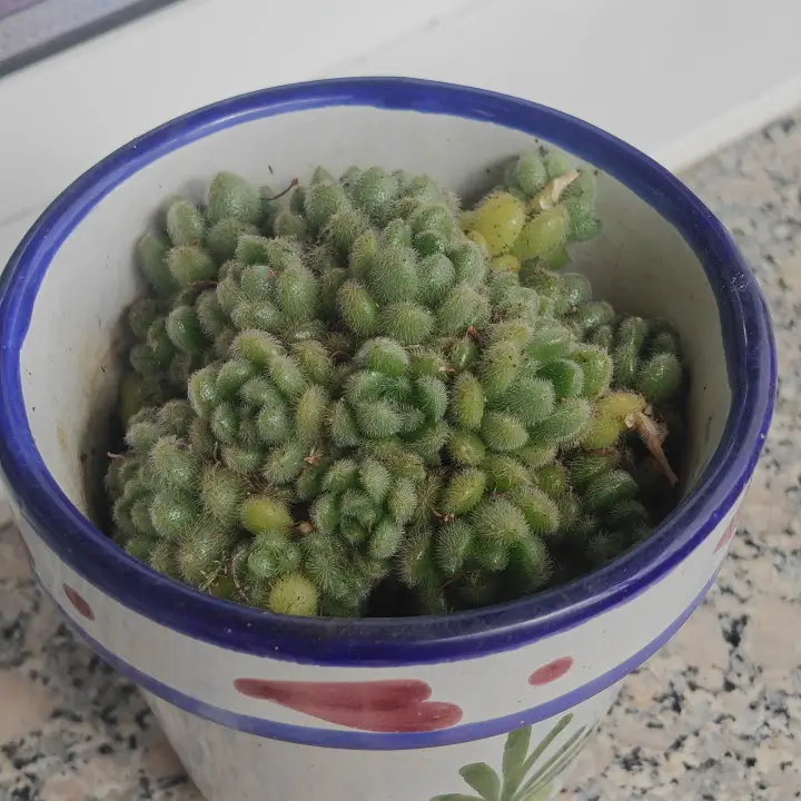 Sedum Hintonii 2
