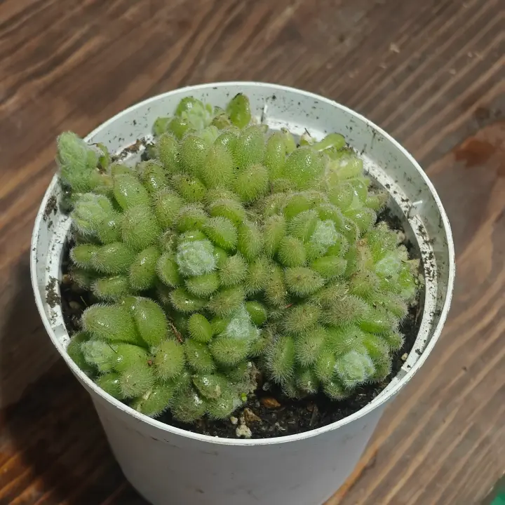 Sedum Hintonii 1