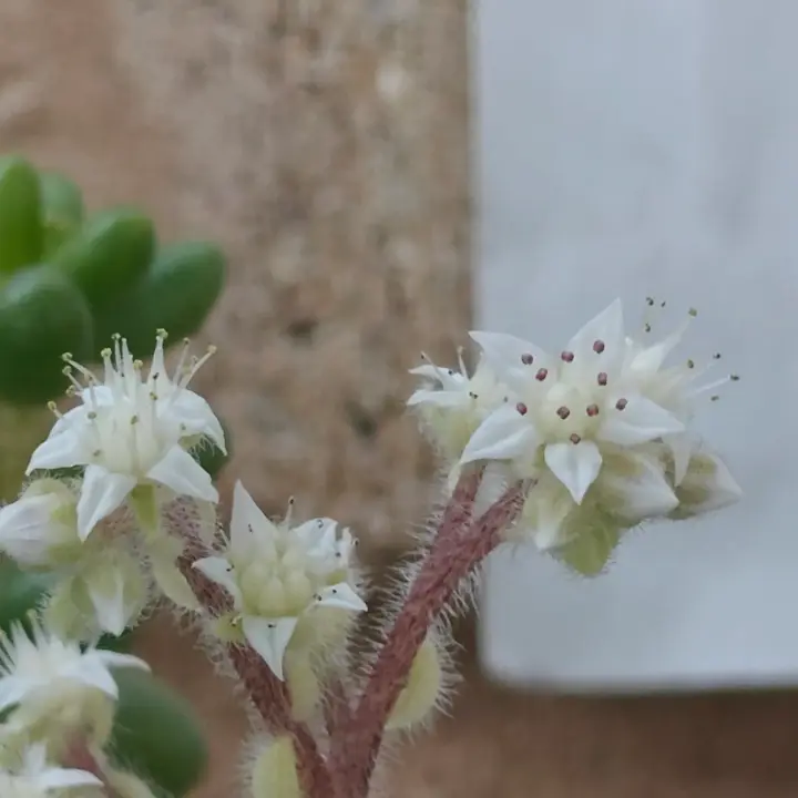 Sedum Hintonii flor 1