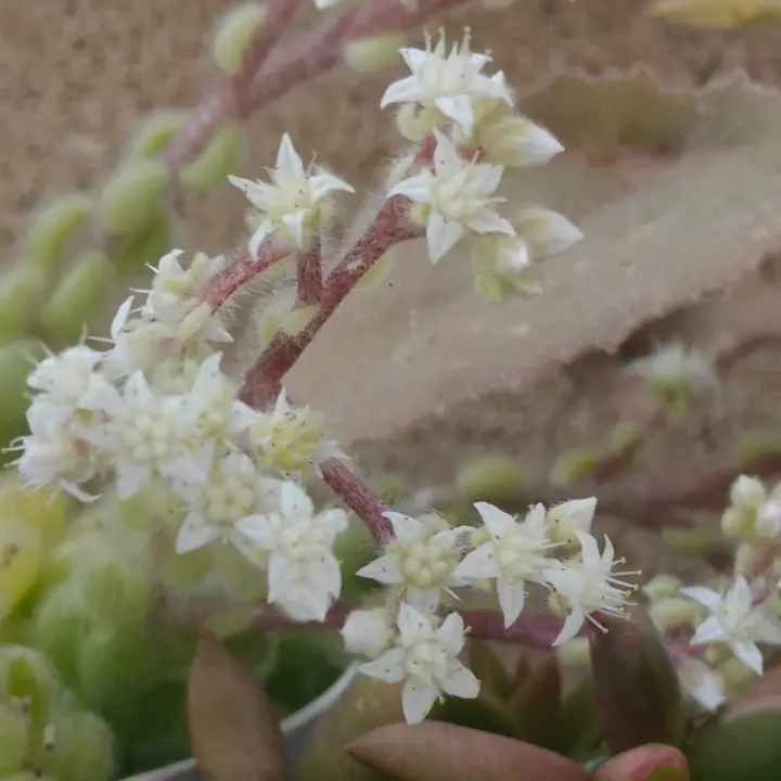 Sedum Hintonii flor 2