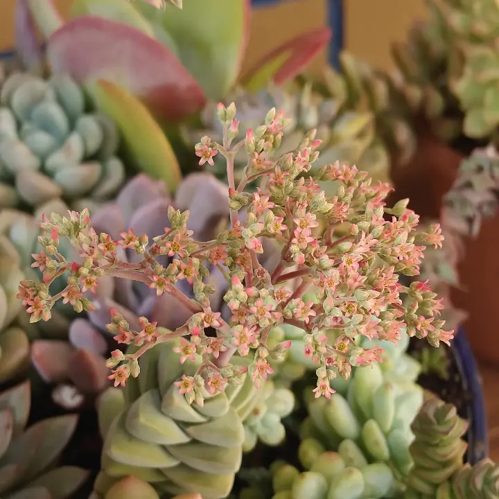 Crassula Moonglow flor 1