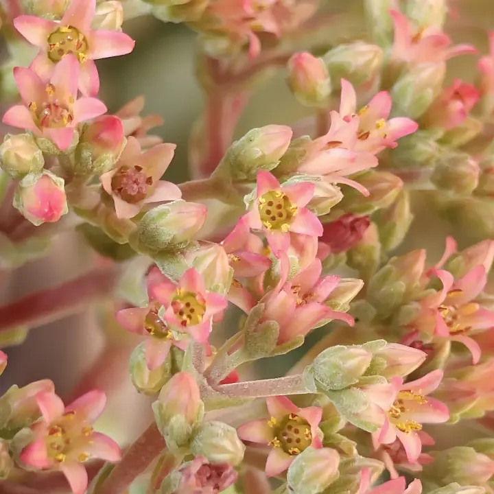 Crassula Moonglow flor 2