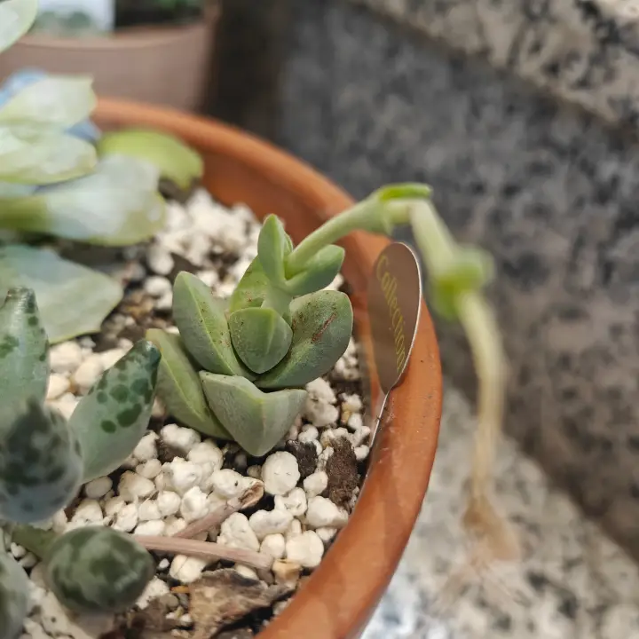 Crassula Moonglow 2