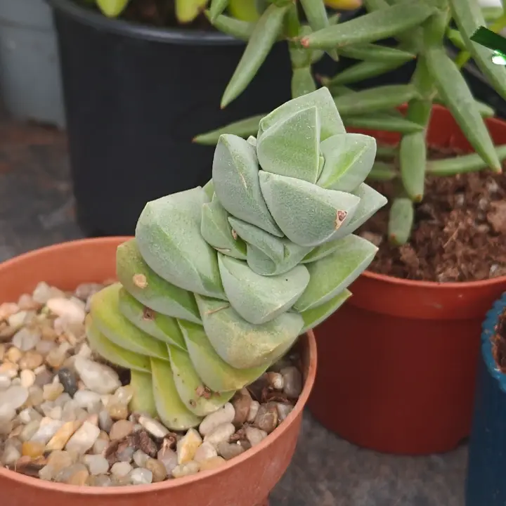 Crassula Moonglow 1