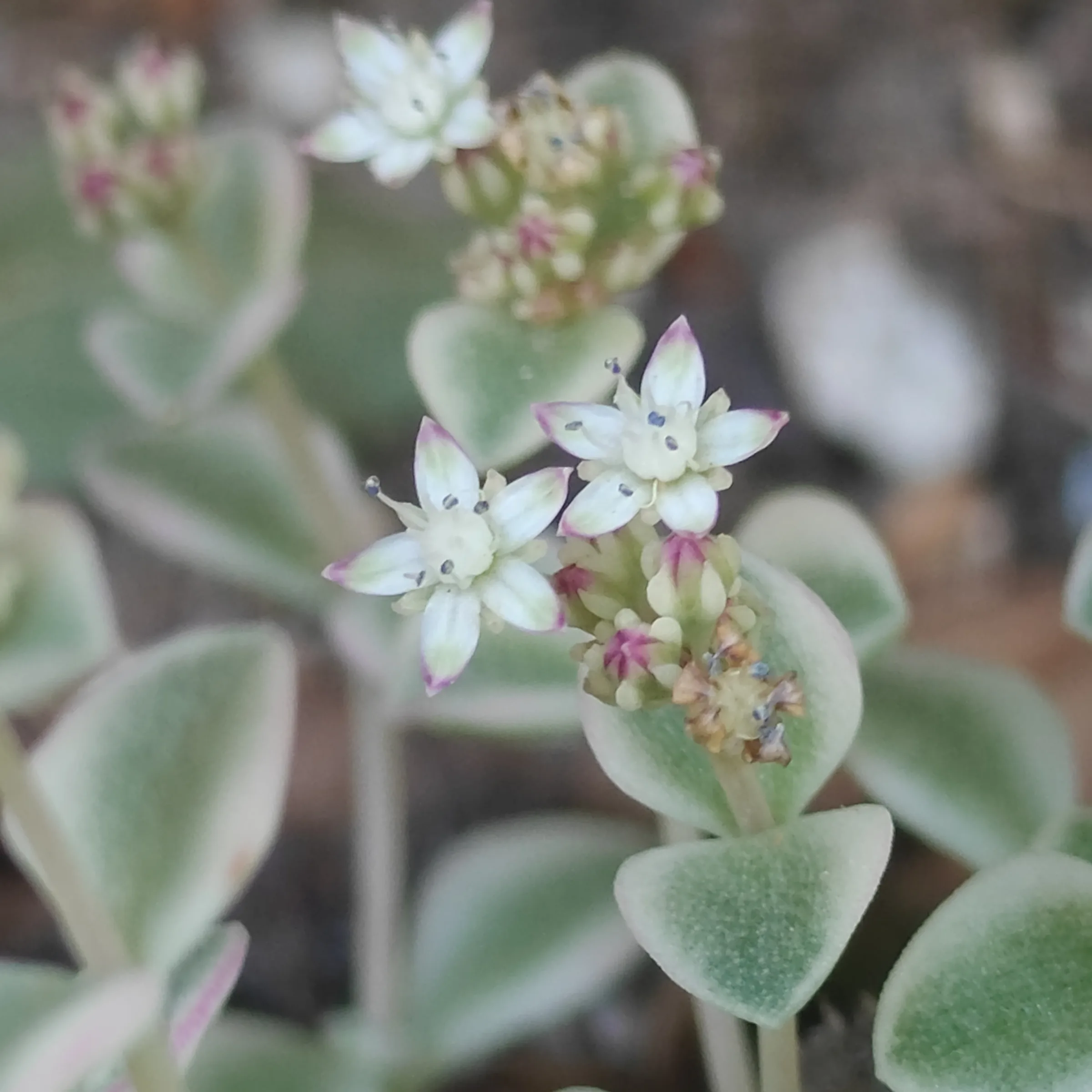 Sedum Little Missy Variegata flor 1
