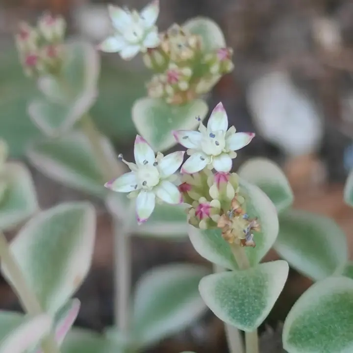 Sedum Little Missy Variegata flor 1