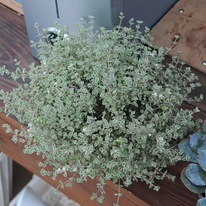 Sedum Little Missy Variegata 1