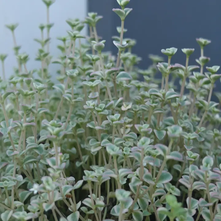 Sedum Little Missy Variegata 2
