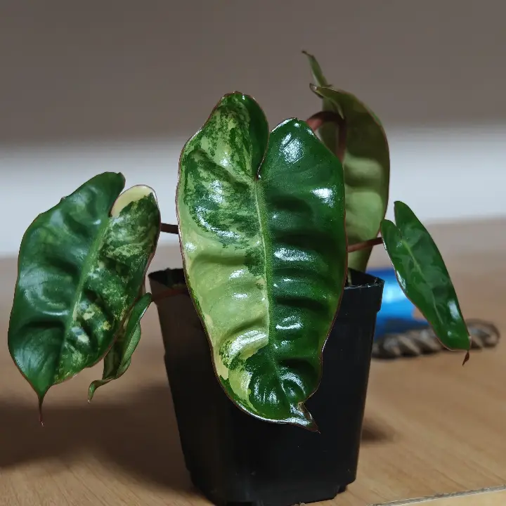 Philodendron Billietae Variegado 1