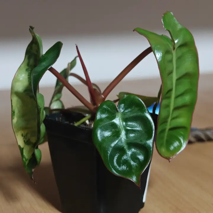 Philodendron Billietae Variegado 2