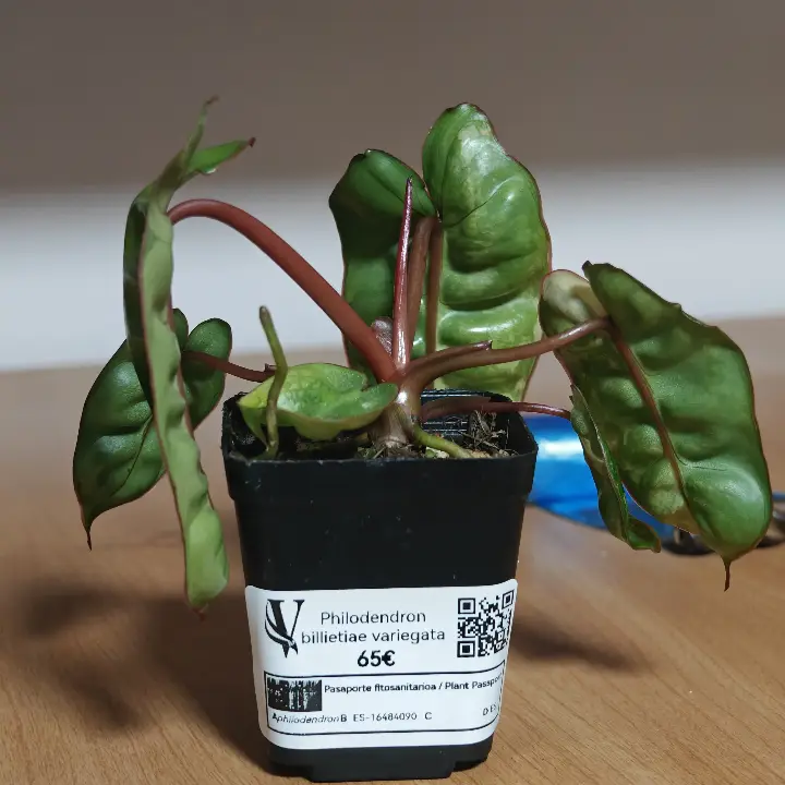 Philodendron Billietae Variegado 3