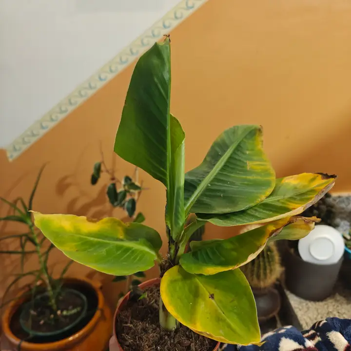 Musa 1