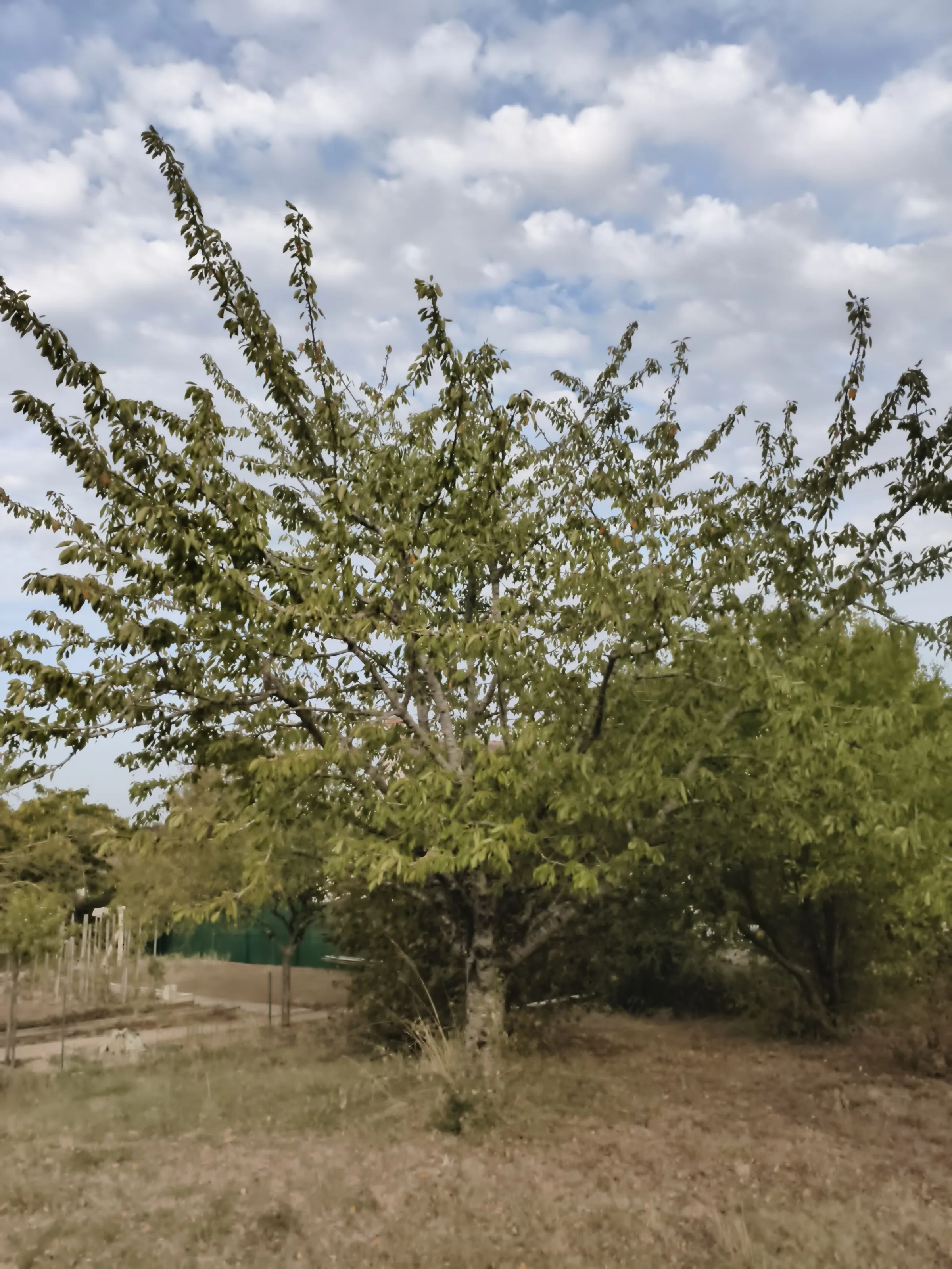 Prunus avium