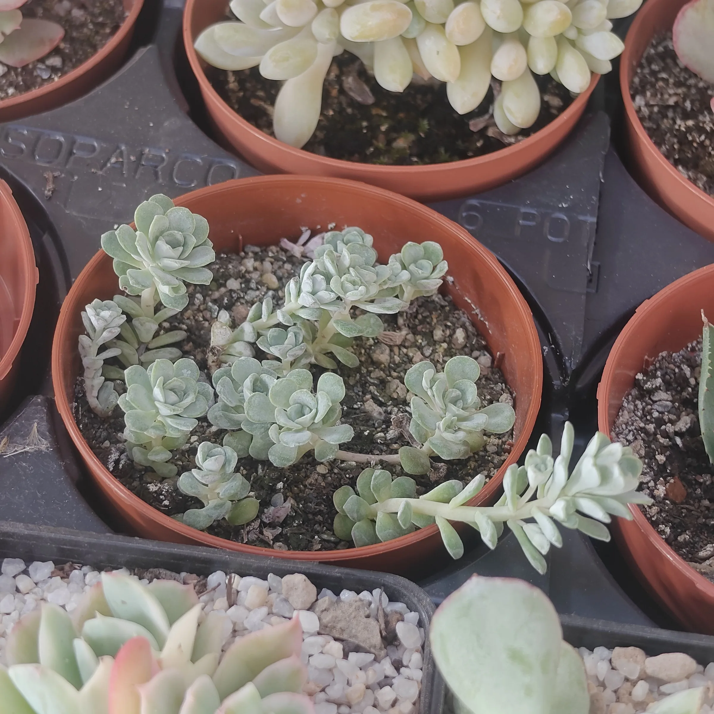 Sedum spathulifolium