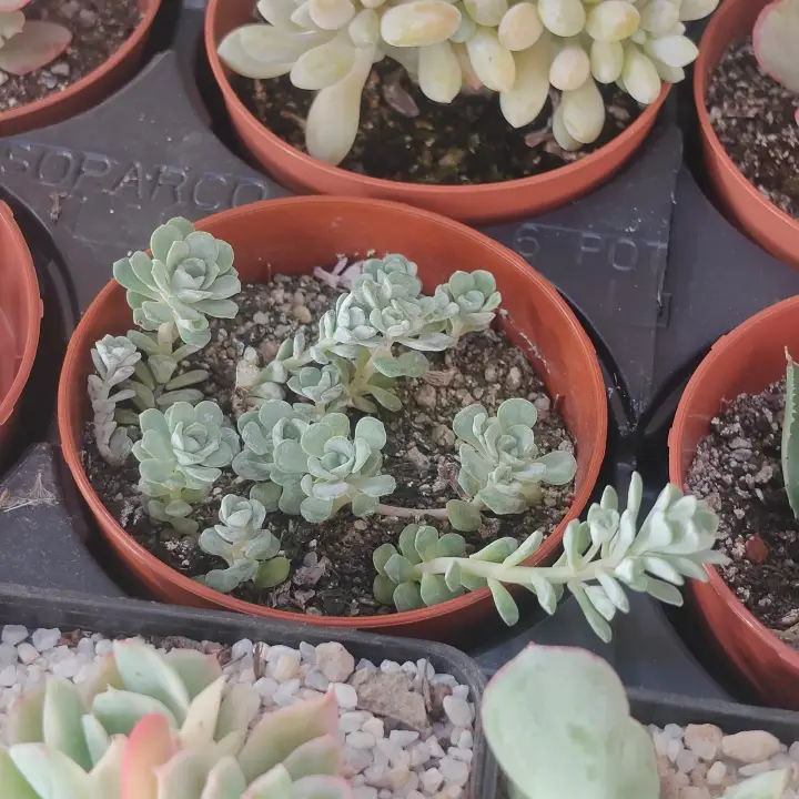 Sedum spathulifolium 1