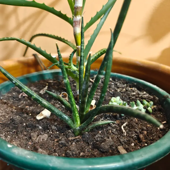 Sansevieria Cylindrica 1