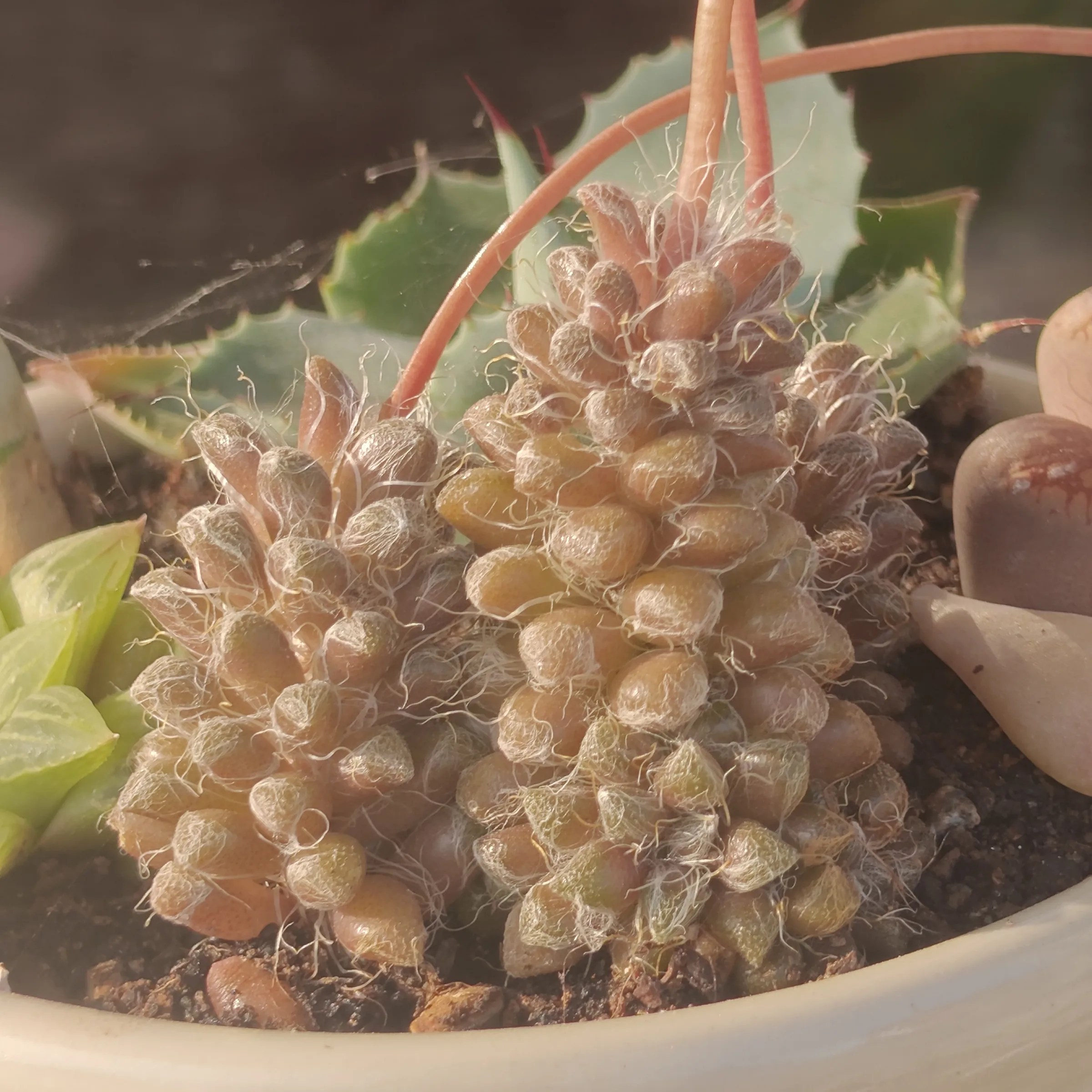 Anacampseros filamentosa