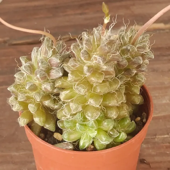 Anacampseros filamentosa 2