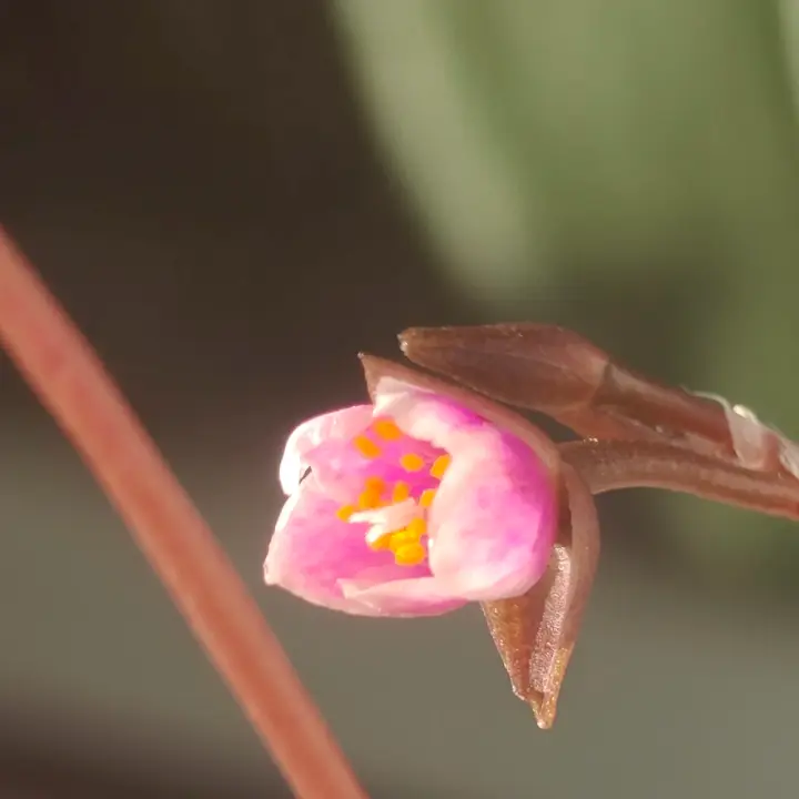 Anacampseros filamentosa flor 2