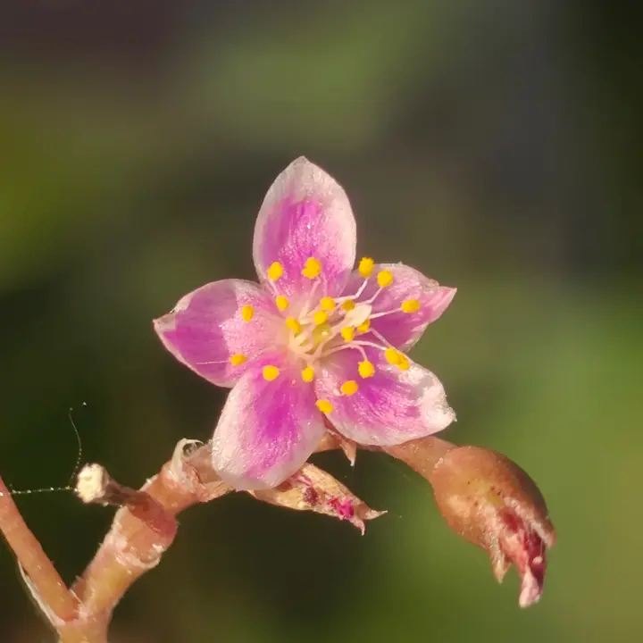 Anacampseros filamentosa flor 1