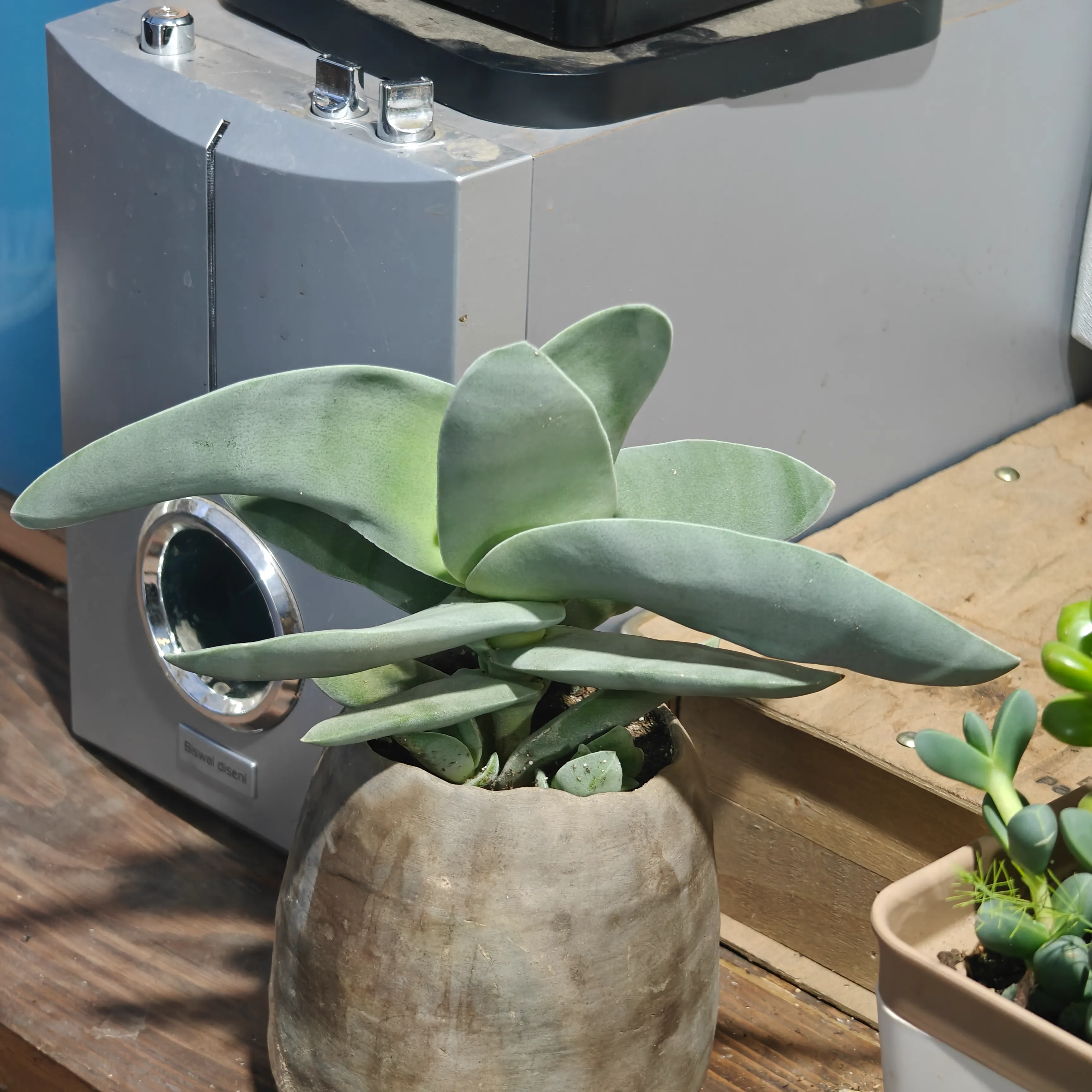 Crassula perfoliata