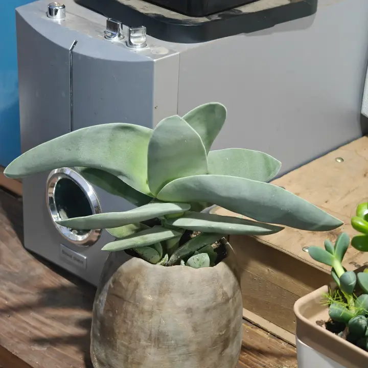Crassula perfoliata 1