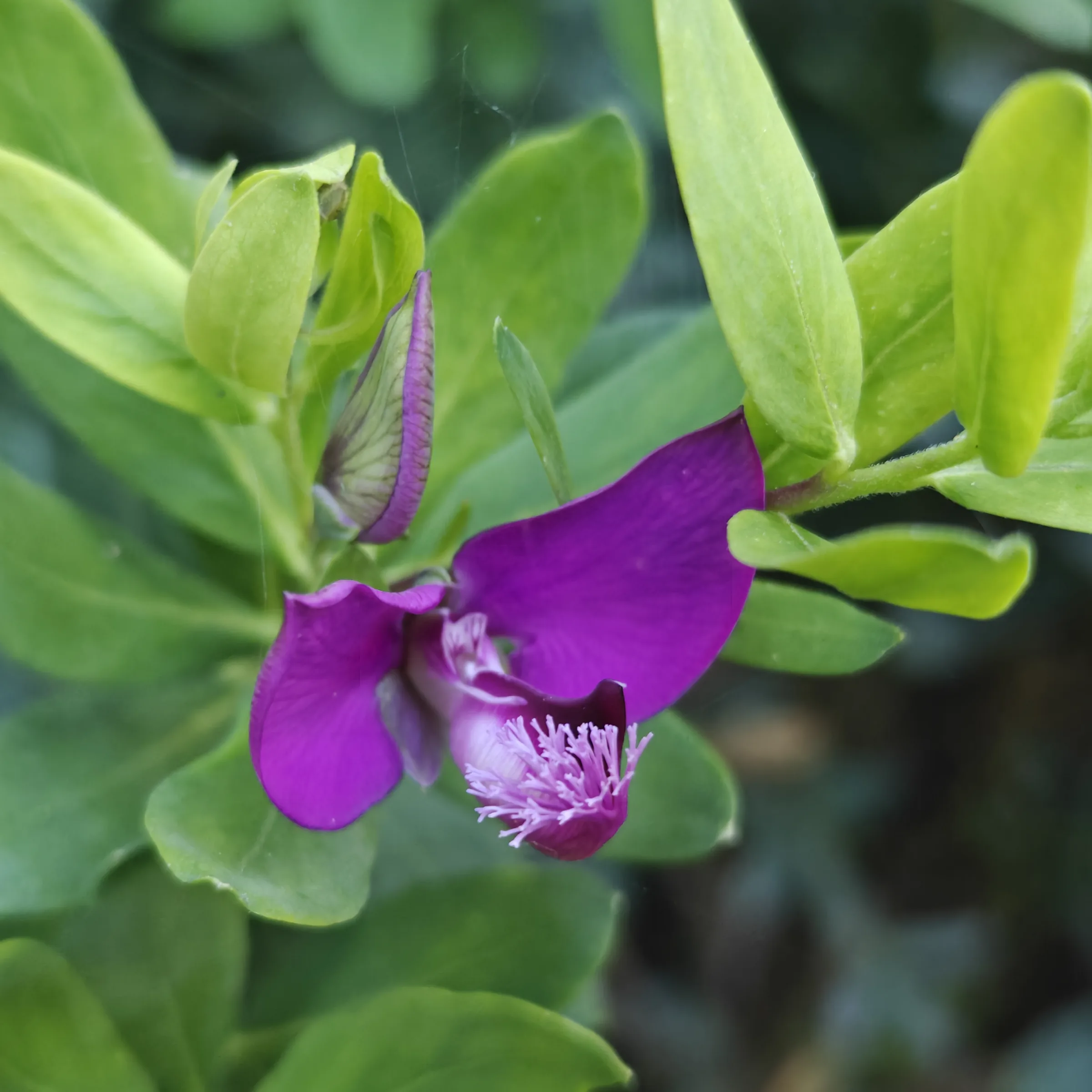 Polygala Myrtifolia flor 1