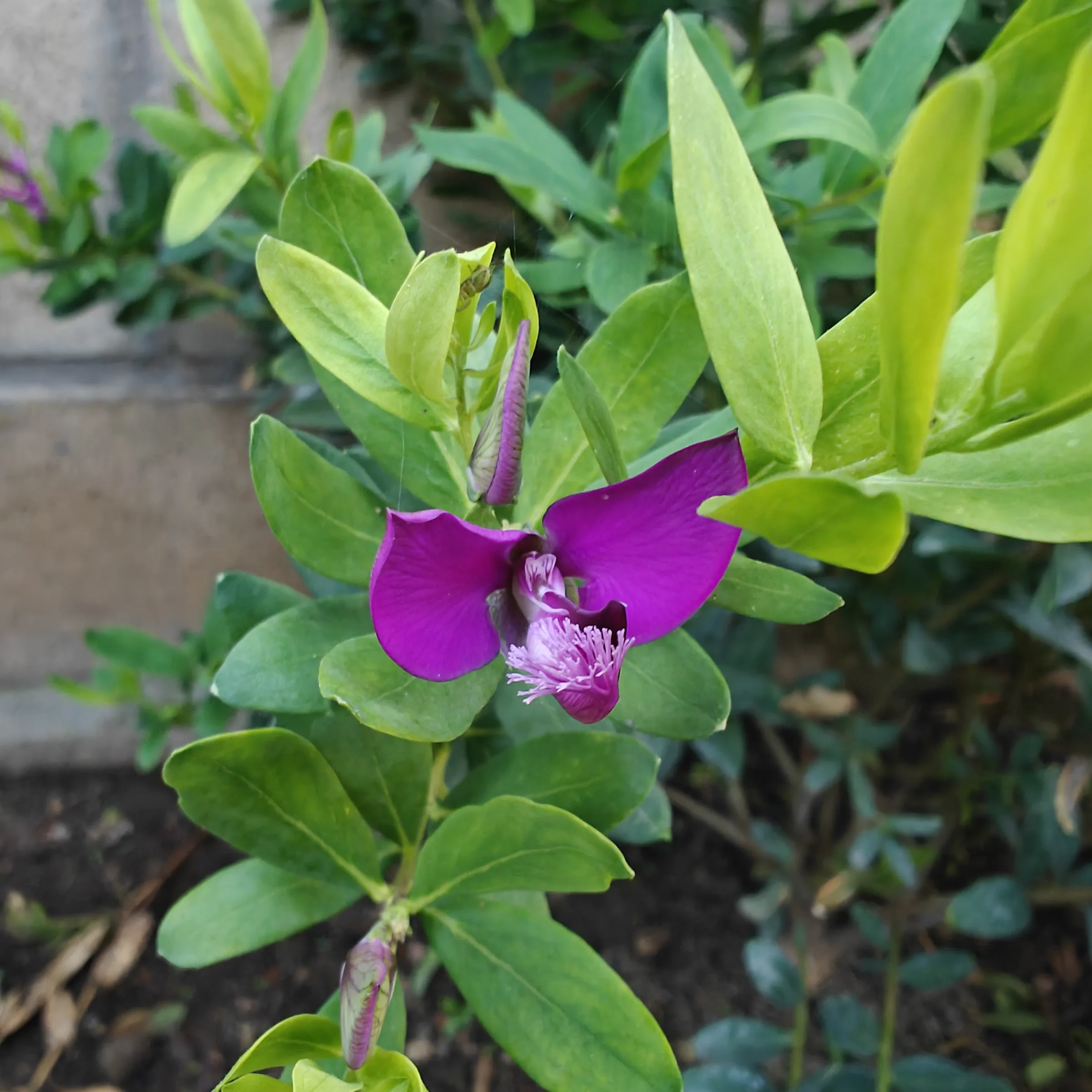 Polygala Myrtifolia flor 2