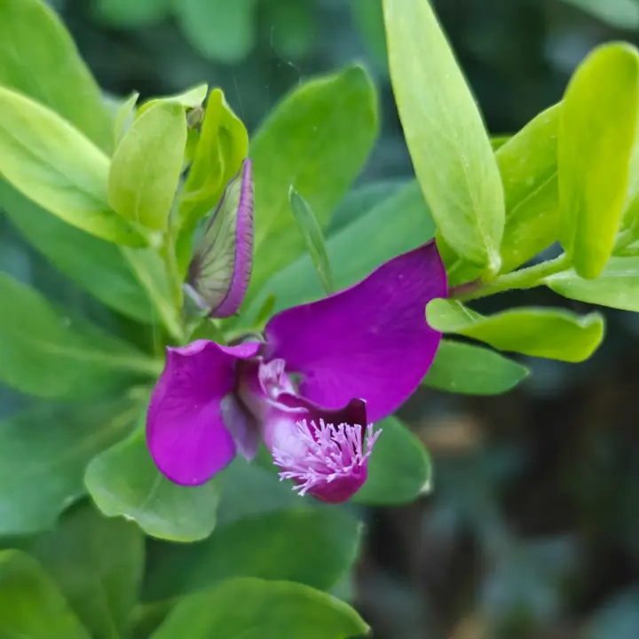 Polygala Myrtifolia flor 1