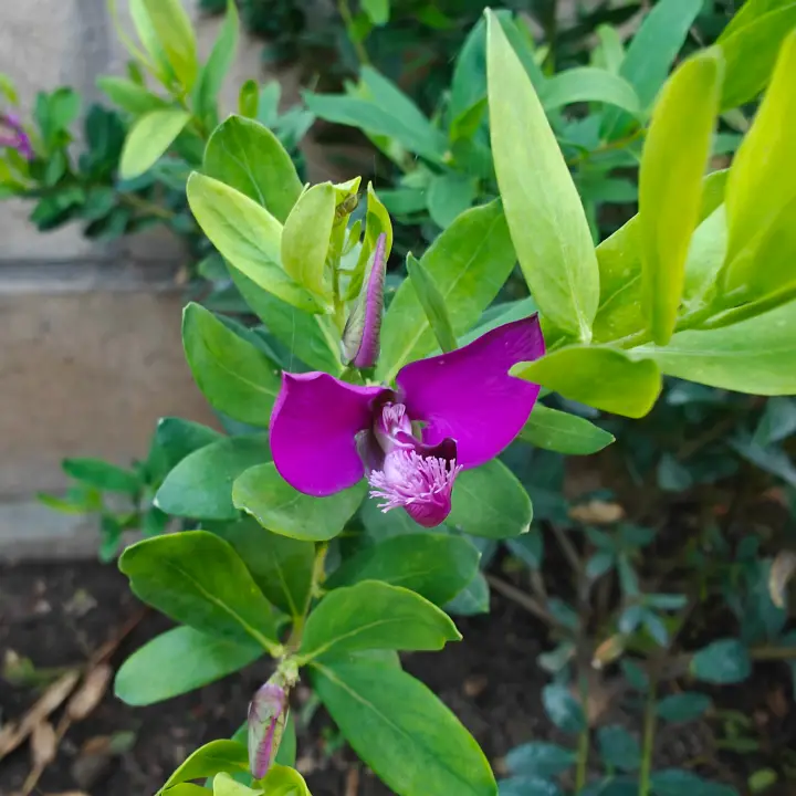 Polygala Myrtifolia flor 2