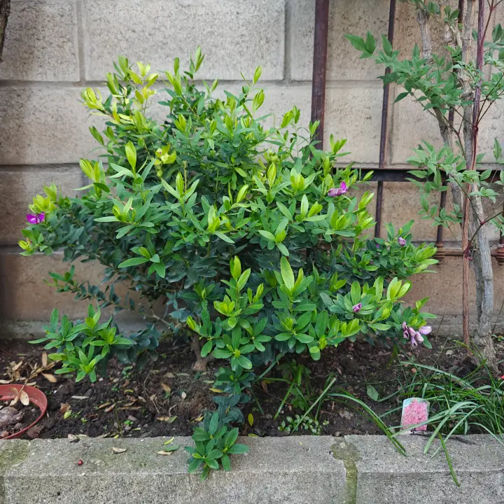 Polygala Myrtifolia 1