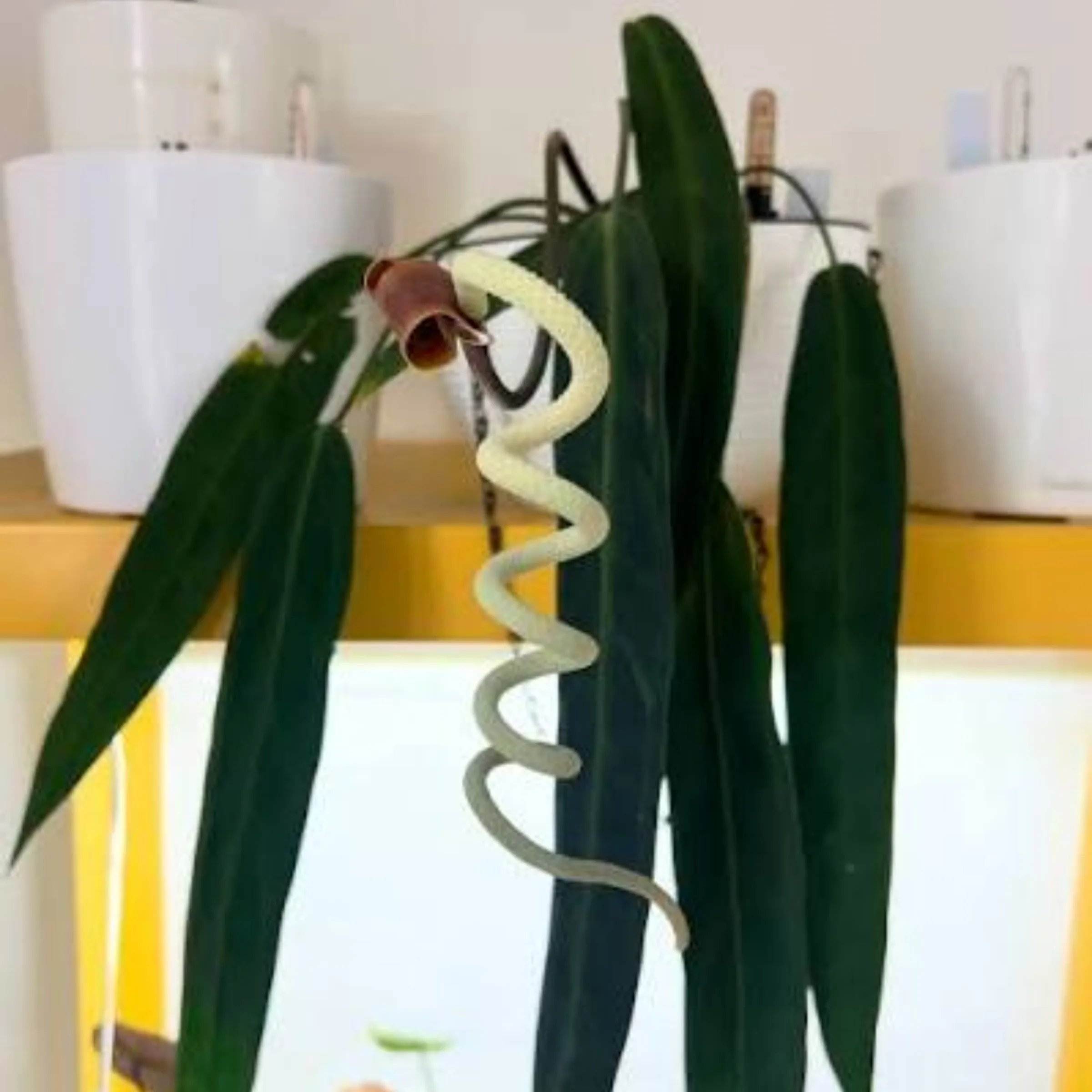 Anthurium wendlingeri