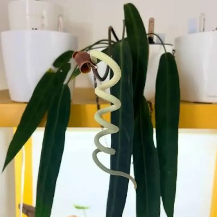 Anthurium wendlingeri 1
